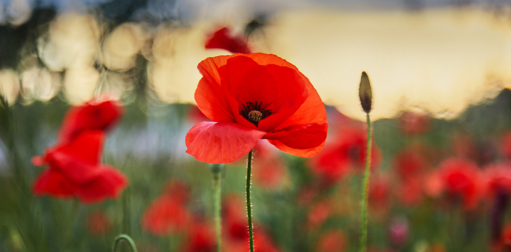 Red poppies in a field