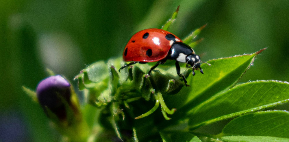 natural pest management