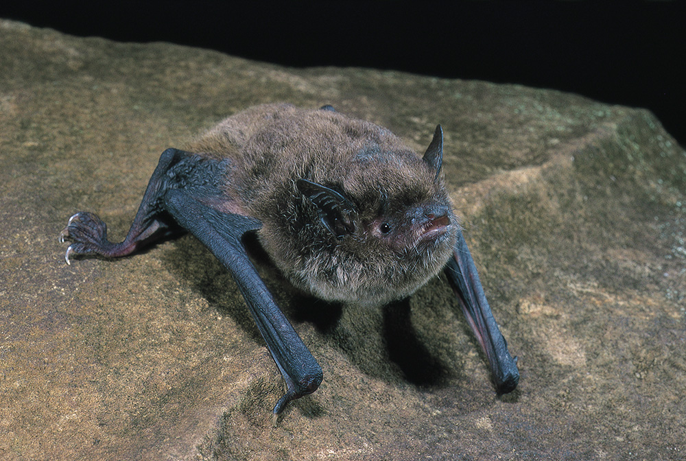 West Dapto Microbat exclusion underway