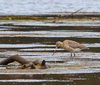 Bar-Tailed Godwit