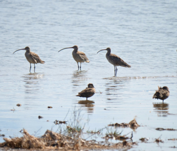 Eastern Curlew