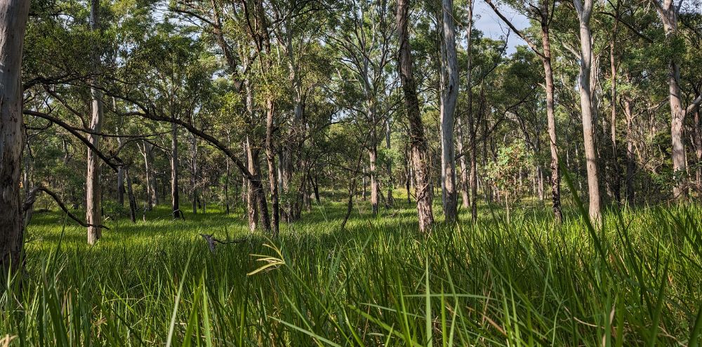 Purrungully Woodland