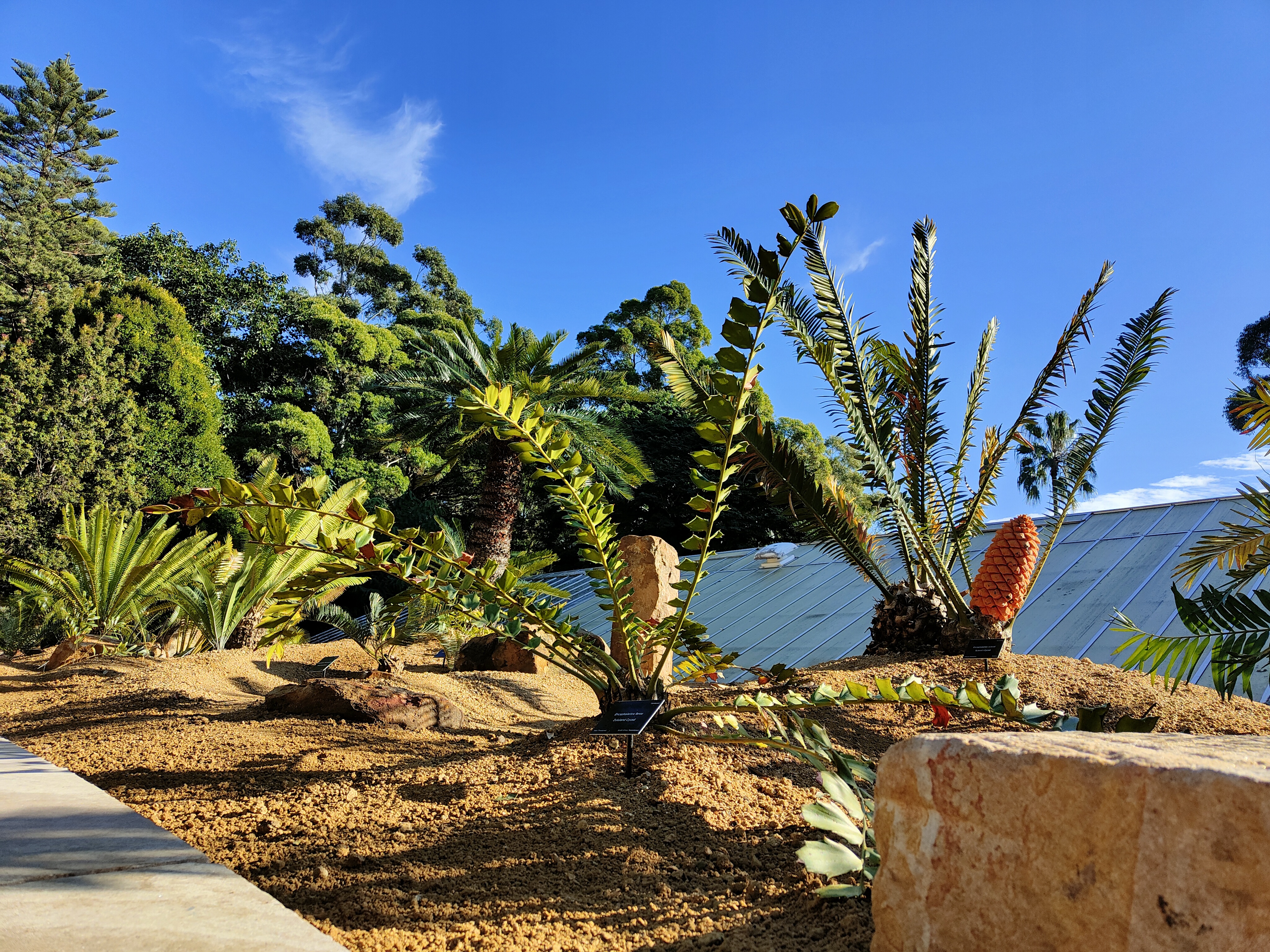 Cycad Collection