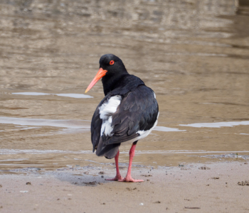 Pied Oystercatcher
